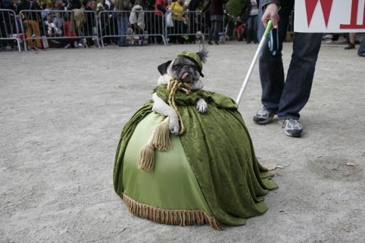A pug dressed up as Scarlett O'Hara, at  the Tompkins Square Park Halloween Dog Parade